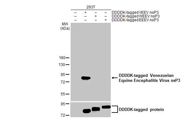 Venezuelan Equine Encephalitis Virus NSP3 Antibody (HL1504) - Azide and BSA Free