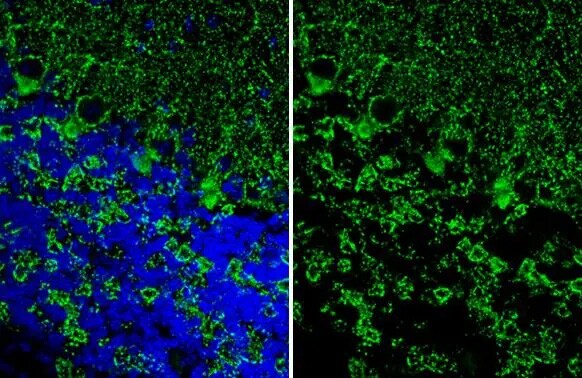 VIAAT/SLC32A1/VGAT Antibody (HL1615) - Azide and BSA Free