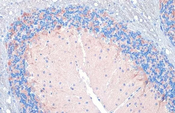 VIAAT/SLC32A1/VGAT Antibody (HL1615) - Azide and BSA Free
