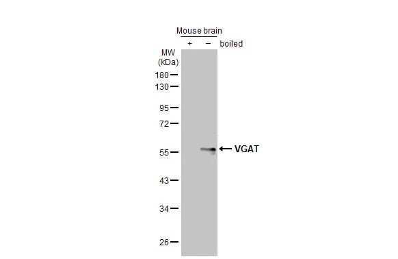 VIAAT/SLC32A1/VGAT Antibody (HL1615) - Azide and BSA Free