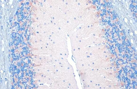 VIAAT/SLC32A1/VGAT Antibody (HL1616) - Azide and BSA Free