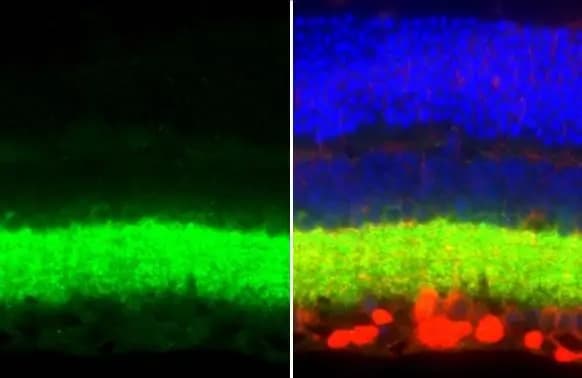 VIAAT/SLC32A1/VGAT Antibody (HL1616) - Azide and BSA Free