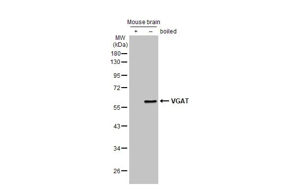 VIAAT/SLC32A1/VGAT Antibody (HL1616) - Azide and BSA Free
