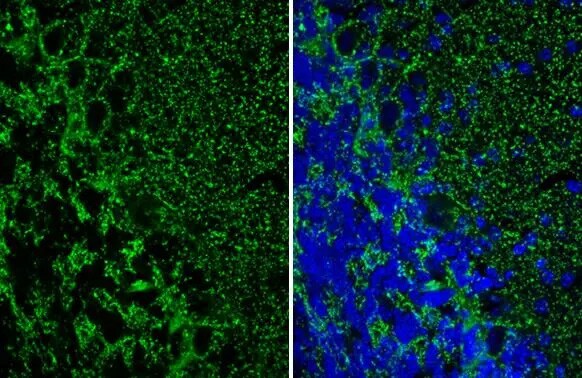 VIAAT/SLC32A1/VGAT Antibody (HL1616) - Azide and BSA Free