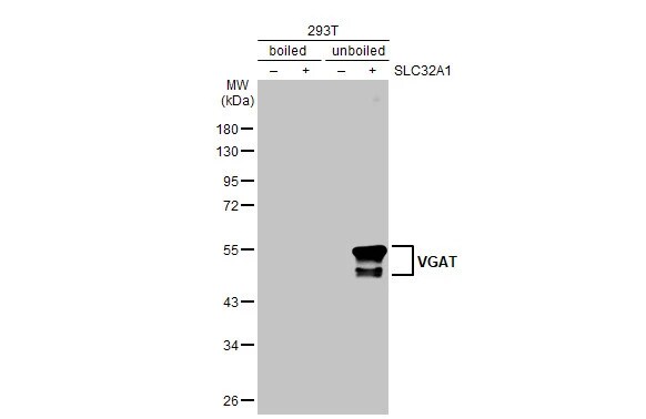 VIAAT/SLC32A1/VGAT Antibody (HL1616) - Azide and BSA Free