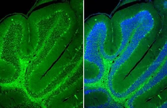 VIAAT/SLC32A1/VGAT Antibody (HL1616) - Azide and BSA Free