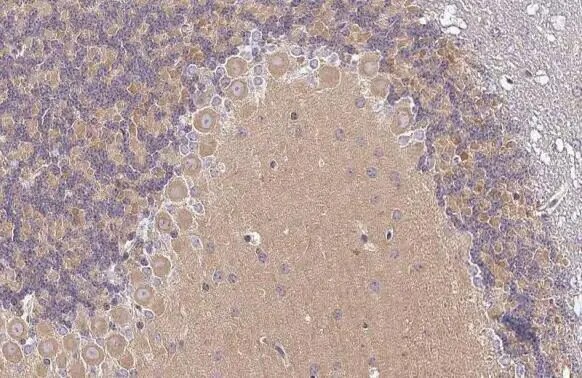 VPS34 Antibody (HL2305) - Azide and BSA Free