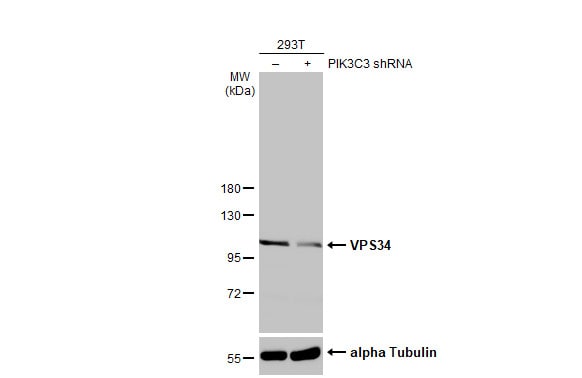 VPS34 Antibody (HL2305) - Azide and BSA Free