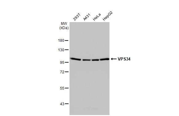 VPS34 Antibody (HL2305) - Azide and BSA Free