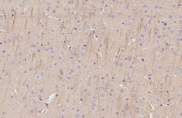 VRL1 Antibody (HL1543) - Azide and BSA Free