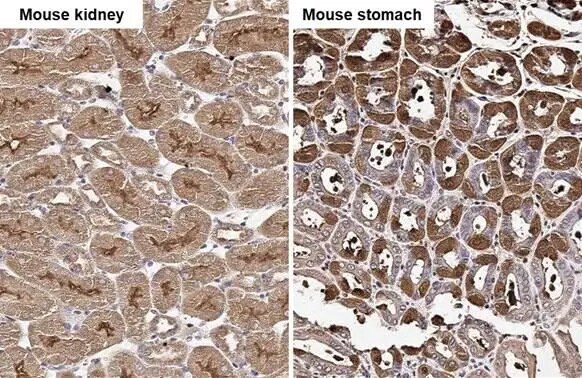 Wnt-10b Antibody (HL2370) - Azide and BSA Free