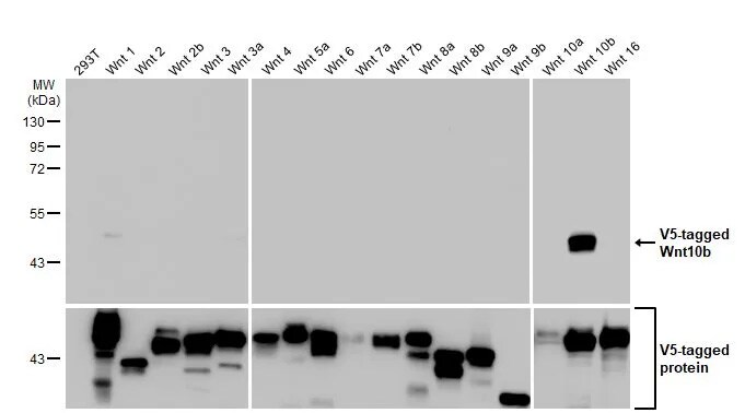 Wnt-10b Antibody (HL2370) - Azide and BSA Free
