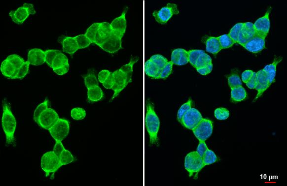 Wnt-10b Antibody (HL2370) - Azide and BSA Free