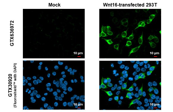 Wnt16 Antibody (HL1498) - Azide and BSA Free