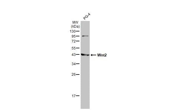 Wnt-2 Antibody (HL1999) - Azide and BSA Free
