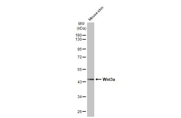 Wnt-3a Antibody (HL1911) - Azide and BSA Free