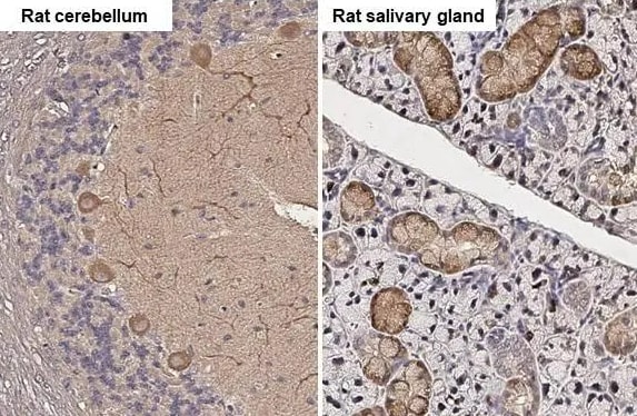 Wnt-3a Antibody (HL1911) - Azide and BSA Free