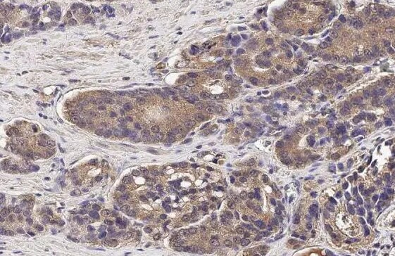 Wnt-3a Antibody (HL1911) - Azide and BSA Free
