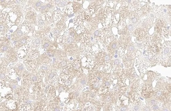 Wnt-6 Antibody (HL1568) - Azide and BSA Free