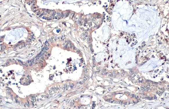 Wnt-8a Antibody (HL1648) - Azide and BSA Free