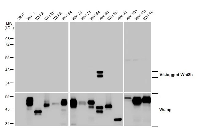 Wnt-8b Antibody (HL1549) - Azide and BSA Free