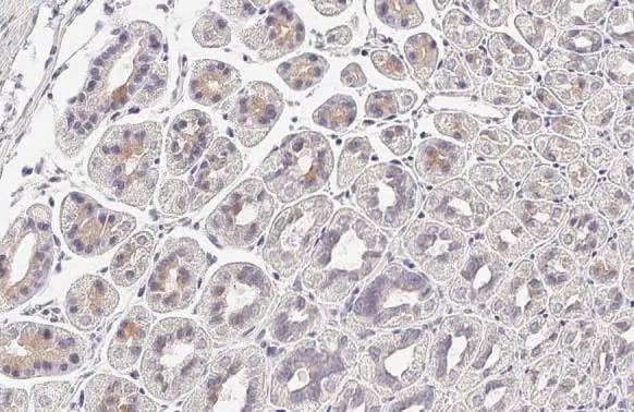 Wnt-9a Antibody (HL2422) - Azide and BSA Free