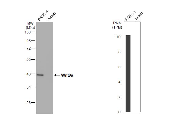 Wnt-9a Antibody (HL2422) - Azide and BSA Free