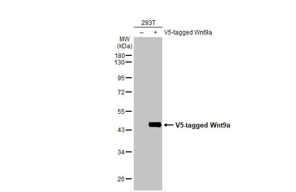 Wnt-9a Antibody (HL2422) - Azide and BSA Free