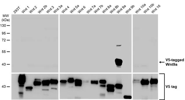 Wnt-9a Antibody (HL2422) - Azide and BSA Free