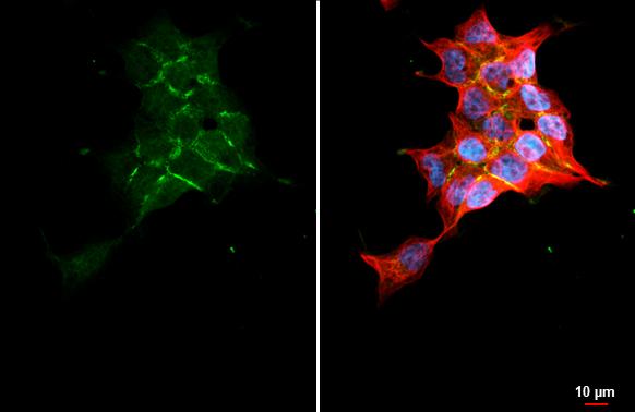 Wnt-9a Antibody (HL2422) - Azide and BSA Free