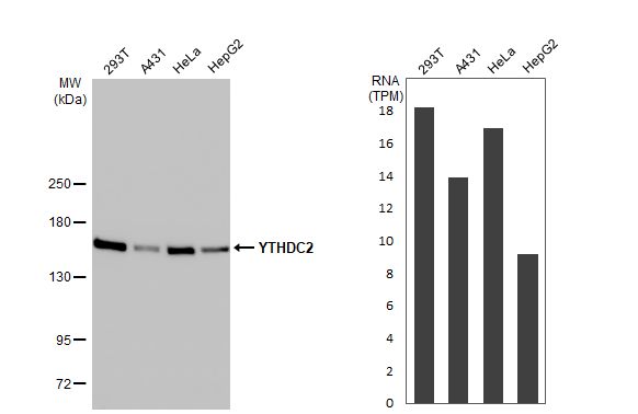 YTHDC2 Antibody (HL1862) - Azide and BSA Free