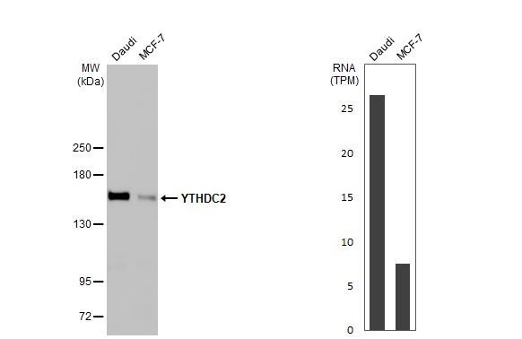 YTHDC2 Antibody (HL1916) - Azide and BSA Free