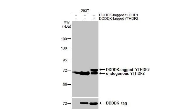 YTHDF2 Antibody (HL1354) - Azide and BSA Free