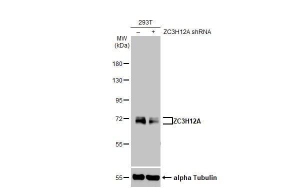 MCPIP1/ZC3H12A Antibody (HL1442) - Azide and BSA Free