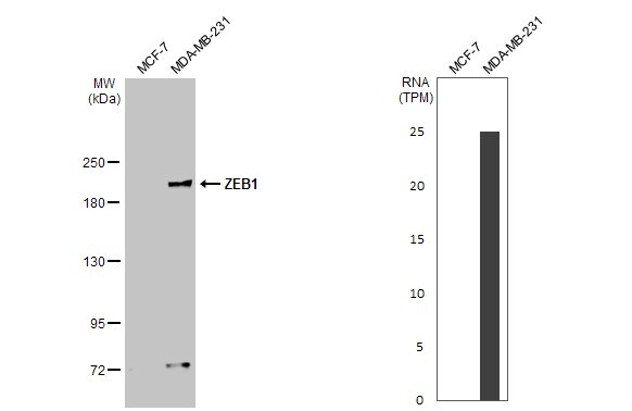 ZEB1 Antibody (HL2245) - Azide and BSA Free