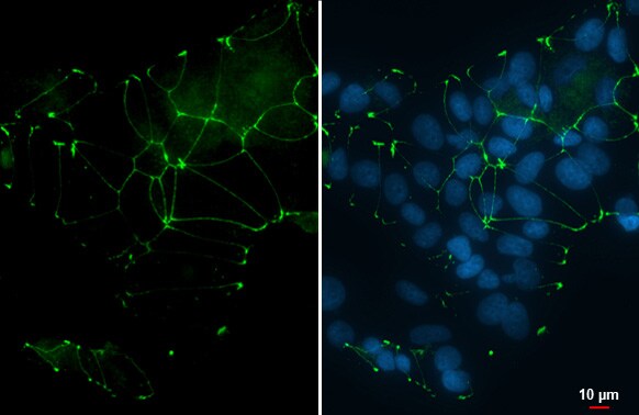 Tight Junction Protein 1 Antibody (HL1133) - Azide and BSA Free