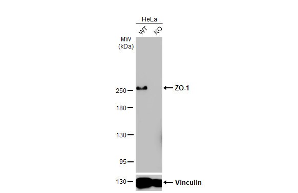 Tight Junction Protein 1 Antibody (HL1133) - Azide and BSA Free