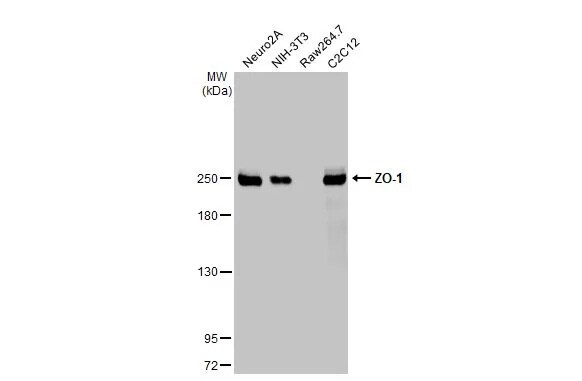 Tight Junction Protein 1 Antibody (HL1185) - Azide and BSA Free