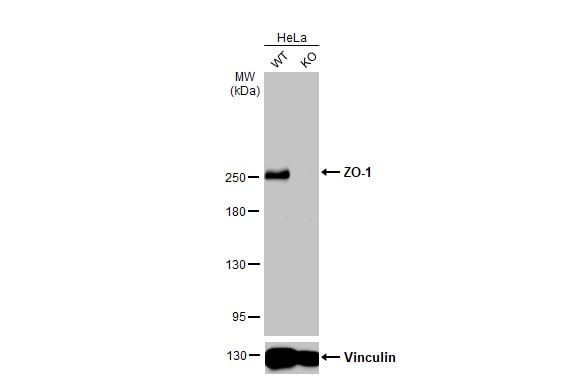 Tight Junction Protein 1 Antibody (HL1185) - Azide and BSA Free