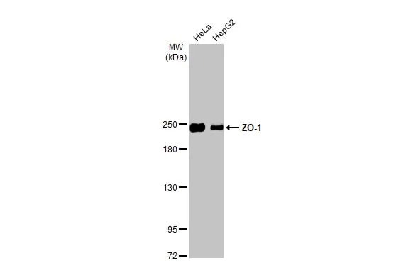 Tight Junction Protein 1 Antibody (HL1185) - Azide and BSA Free