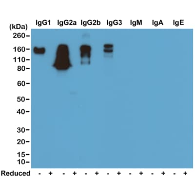 IgG Antibody (RM104) - Azide and BSA Free