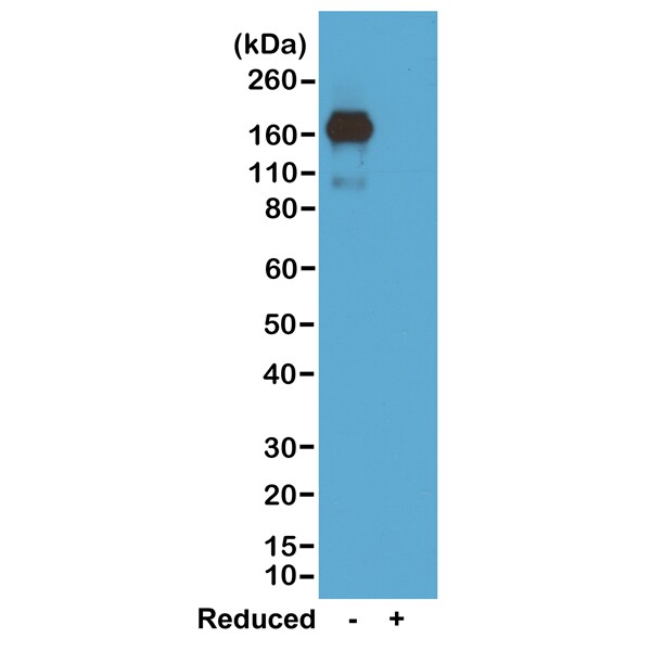IgA Antibody (RM220) - Azide and BSA Free
