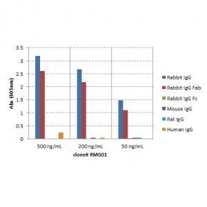IgG F(ab) Antibody (RMG01) - Azide and BSA Free