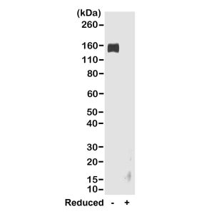 IgG Fc Antibody (RMG02) - Azide and BSA Free