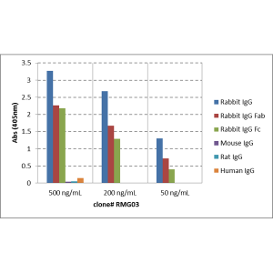 IgG Antibody (RMG03) - Azide and BSA Free