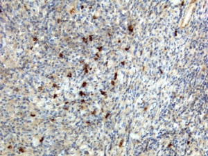 IgA Antibody (RM128) - Azide and BSA Free