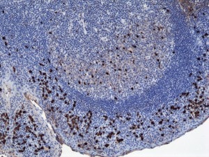 IgA1 Antibody (RM124) - Azide and BSA Free