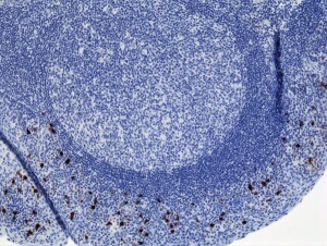 IgA2 Antibody (RM125) - Azide and BSA Free