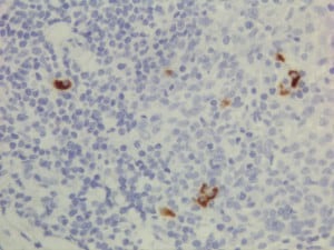 IgG3 Antibody (RM119) - Azide and BSA Free