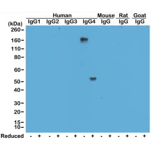 IgG4 Antibody (RM120) - Azide and BSA Free